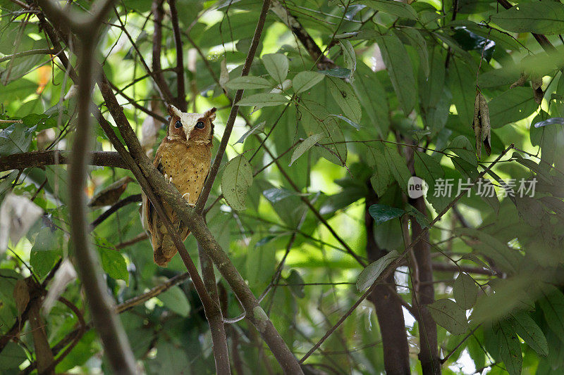 夜行鸟:成年白额镜鸮(Otus sagittatus)。